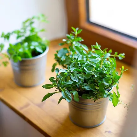 Vakantiehuis Almar In - Haus Fuer 4 Personen Rakalj